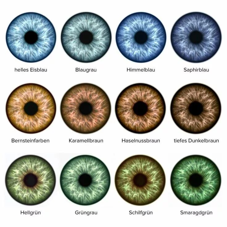 Разновидности глаз фото Лана Камбер ВКонтакте Eye color, Eye color chart, Eye drawing