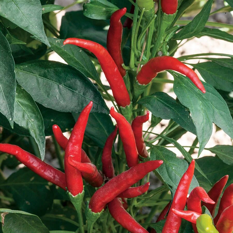 Разновидности горького перца фото и описание Купить семена Перец острый Hot pepper Big Thai Hybrid в Москве: доставка семян п