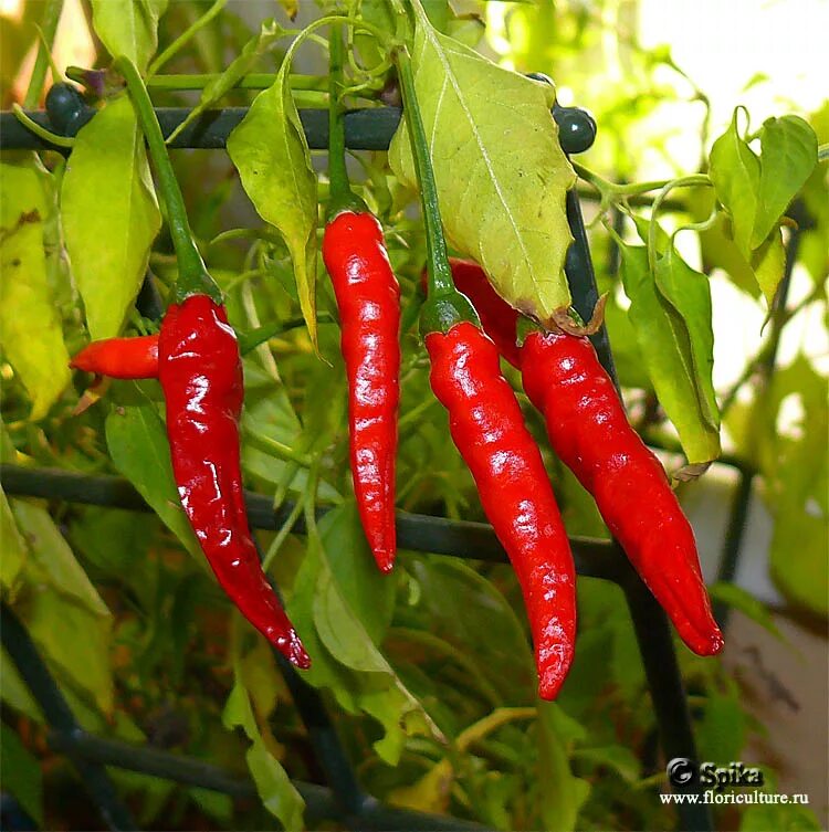 Разновидности горького перца с фото и названиями Перец (Capsicum). Уход за перцем: содержание и размножение