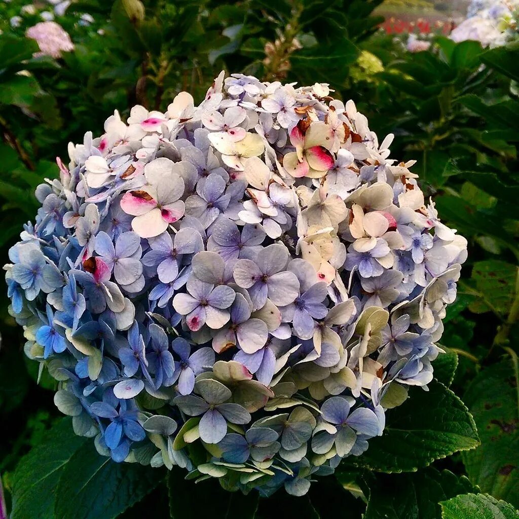 Разновидности гортензии фото Bunga Hortensia (Hydrangea) atau dikenal dengan nama Kemba. Flickr