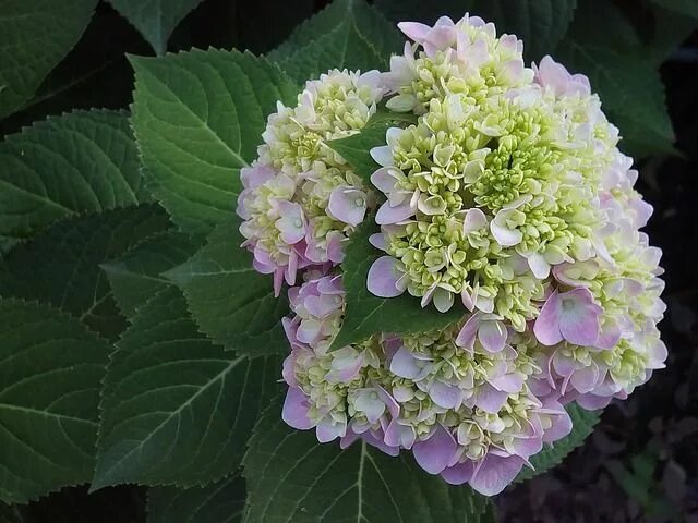 Разновидности гортензии фото Free Image on Pixabay - Hydrangea, Hydrangea Flowers Jia Hydrangea potted, Hydra