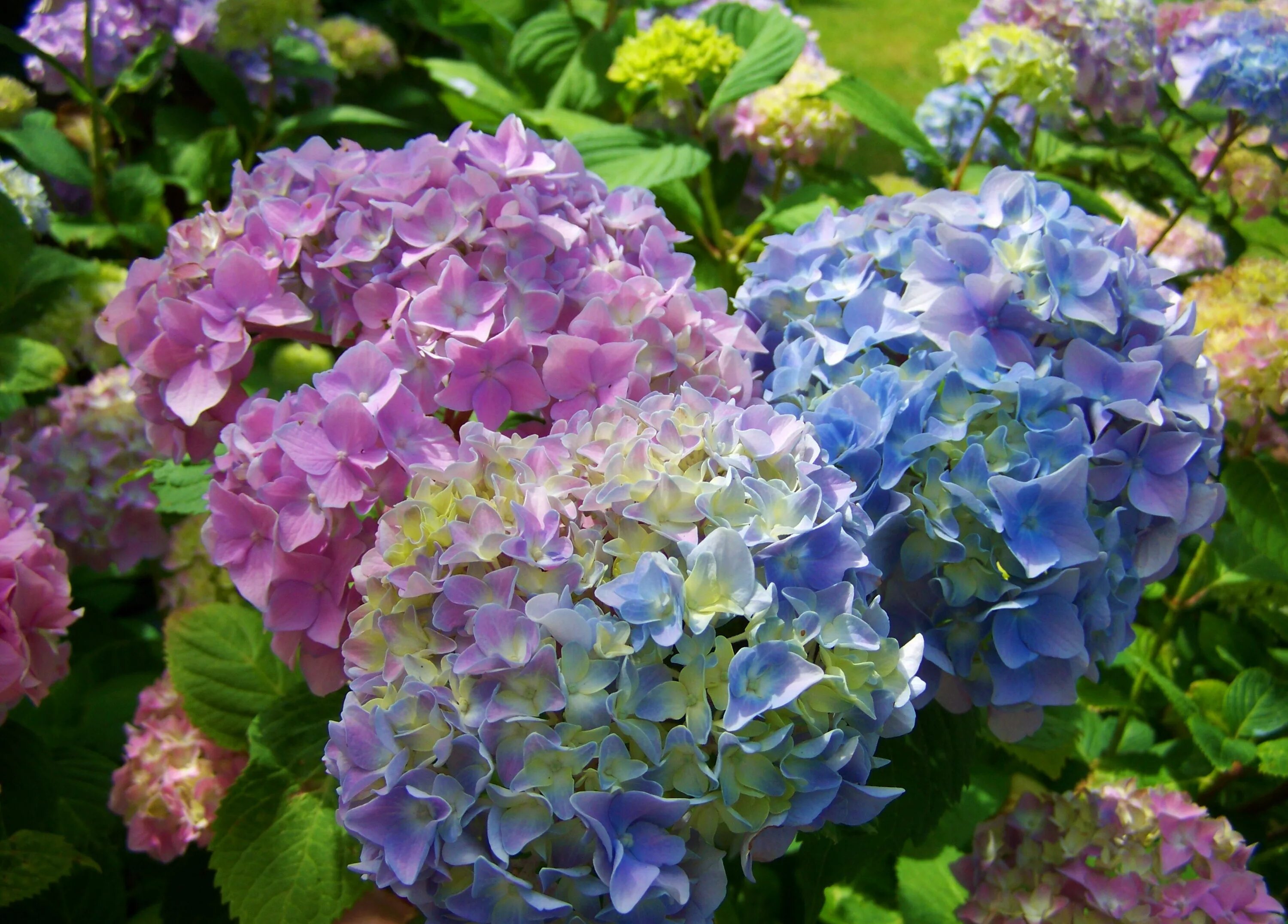 Разновидности гортензии фото Free Images : pink, flower garden, flowering plant, light blue, hydrangeaceae, c