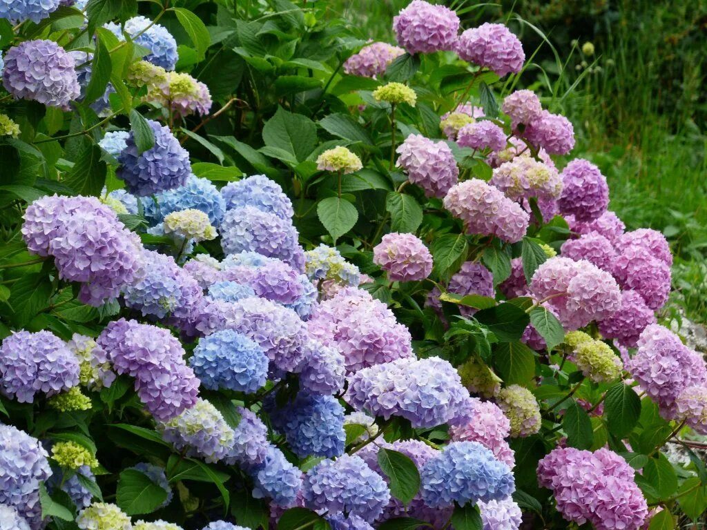 Разновидности гортензии фото Wij worden heel blij van hortensia's. We hebben de 9 beste hortensia-tips voor j