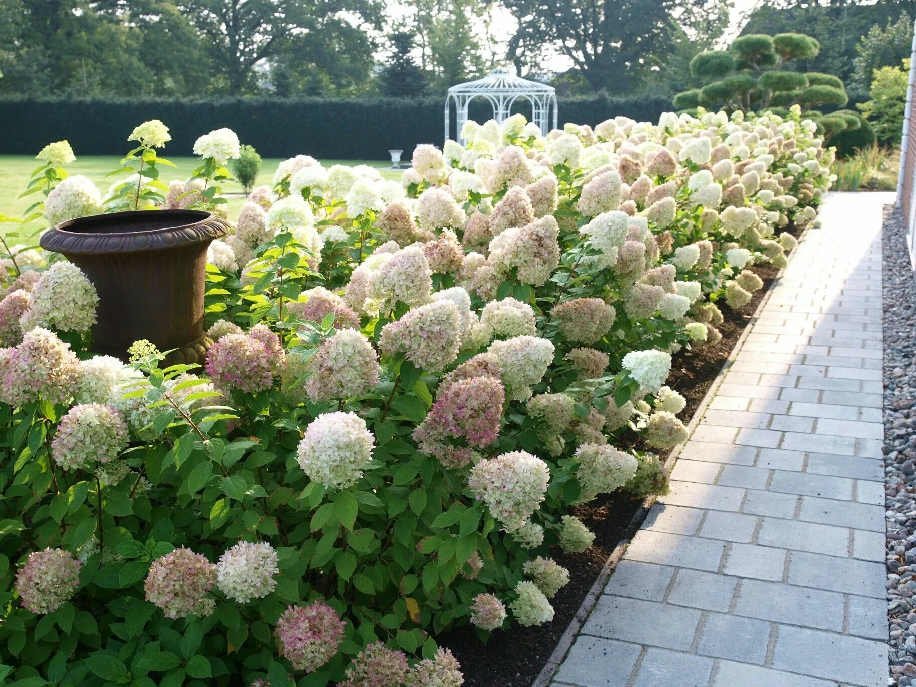 Гортензия метельчатая Санди Фрейз (Hydrangea paniculata Sundea Fraise) 10л штамб