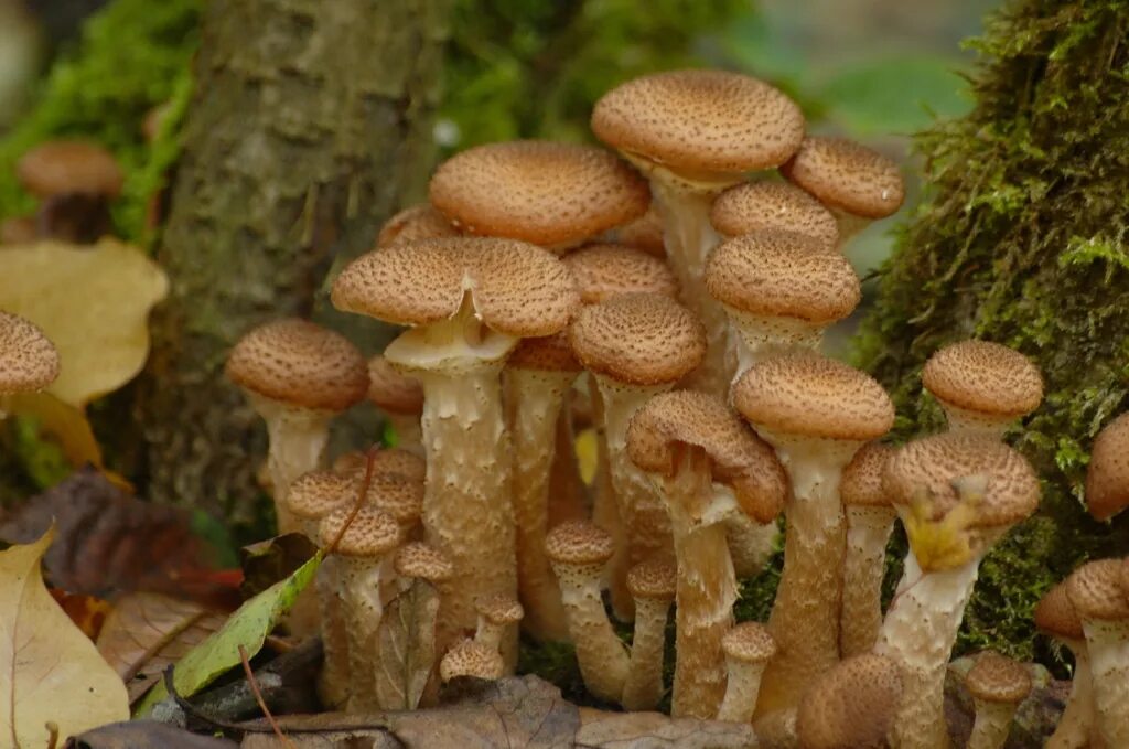 Разновидности грибов опята с фото и названиями honey mushrooms (Biodiversity of Wargo Nature Center) - iNaturalist