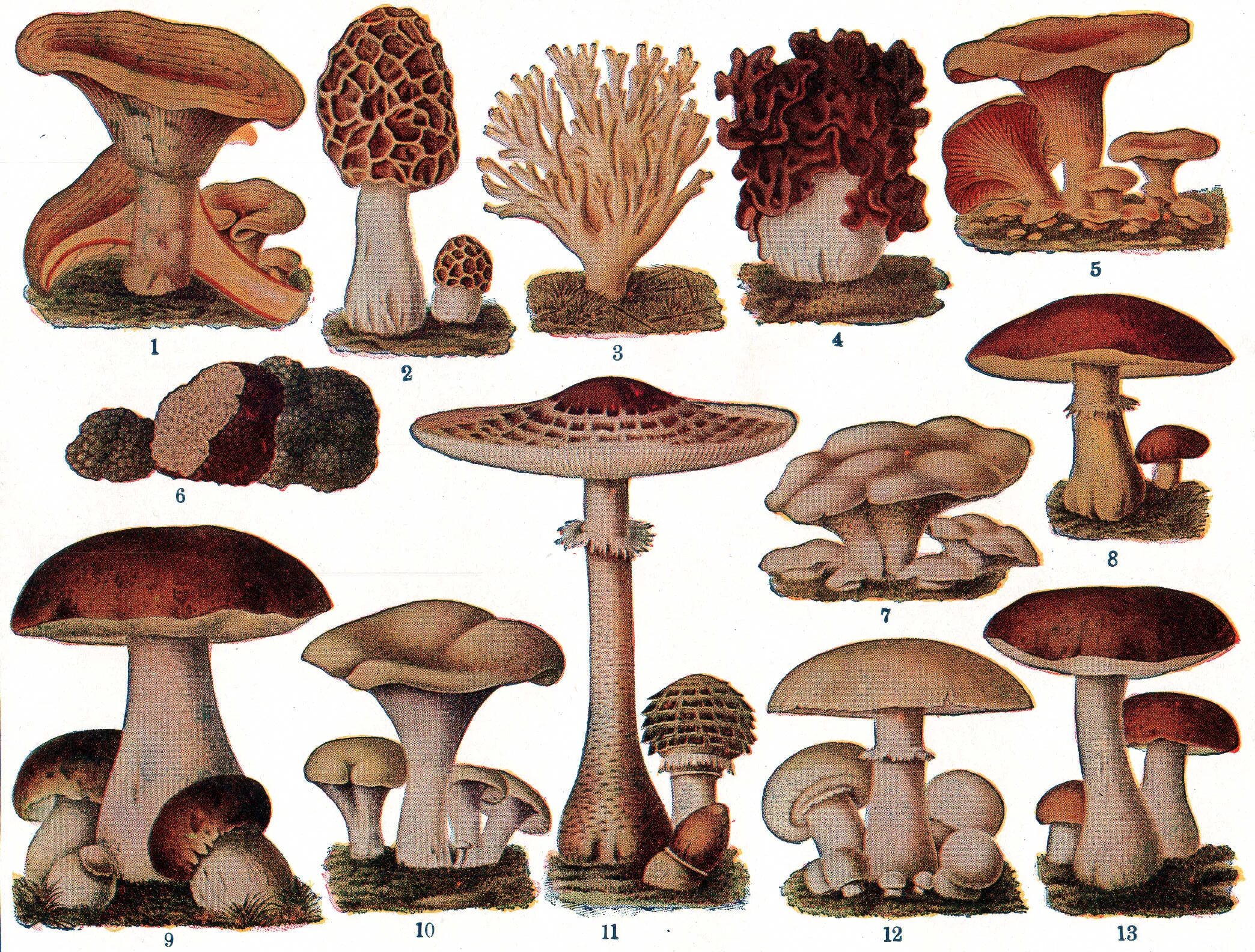 Разновидности грибов с фото и названиями File:Edible Fungi.jpg - Wikimedia Commons