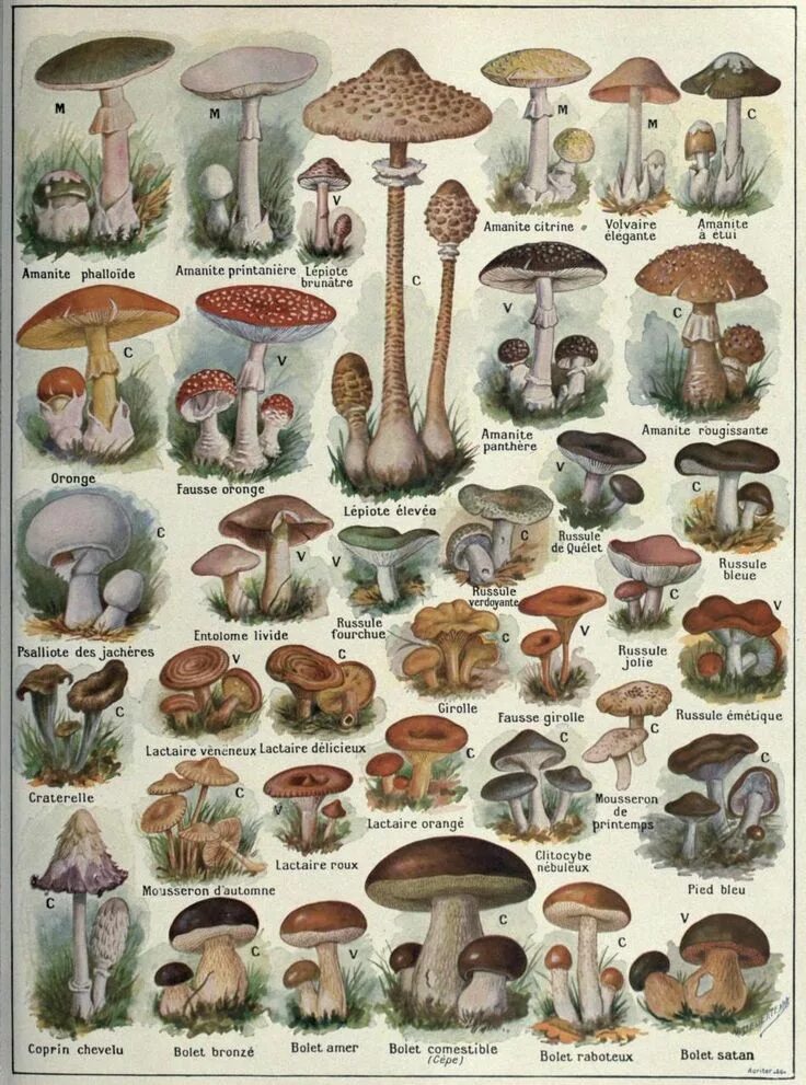 Разновидности грибов с фото и названиями Biomedical Ephemera, or: A Frog for Your Boils Mushroom art, Botanical drawings,