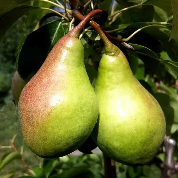 All About Pears - Chelan Fresh How to ripen pears, Pear varieties, Pear