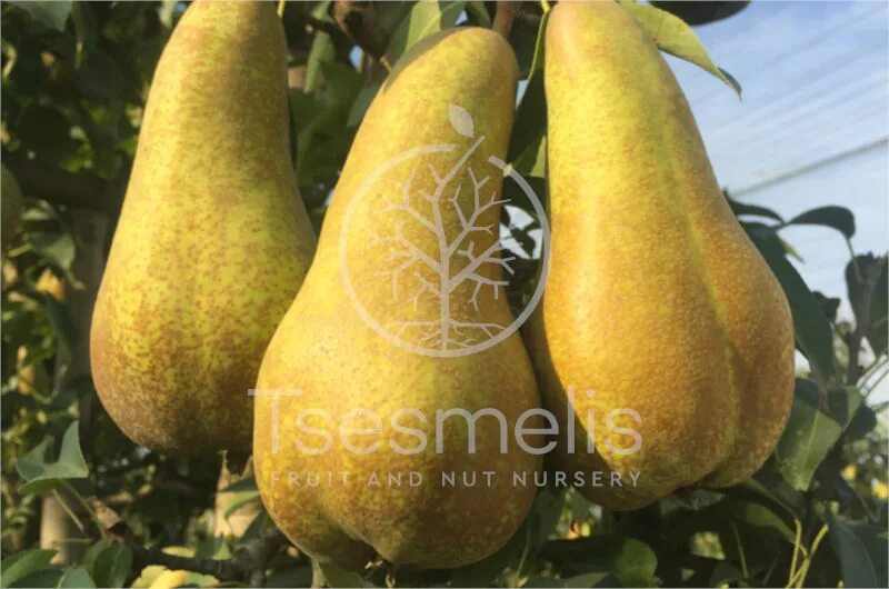 Разновидности груш фото с названием Abate Fetel Pear Variety - Tsesmelis Fruit & Nut Nursery - Greece