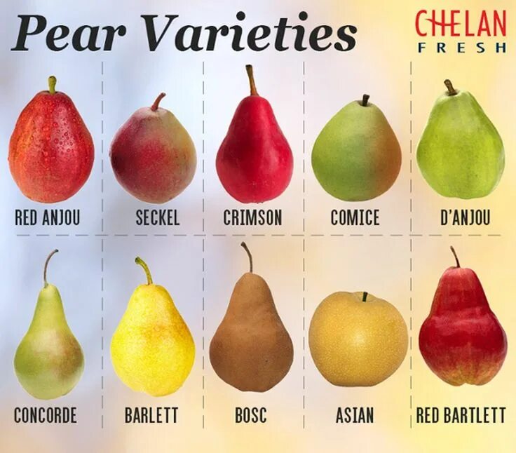 Разновидности груш фото с названием All About Pears - Chelan Fresh How to ripen pears, Pear varieties, Pear