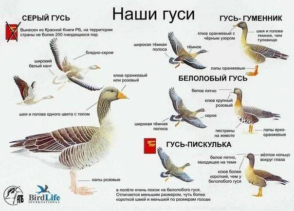 Разновидности гусей диких с фото Pin auf птицы