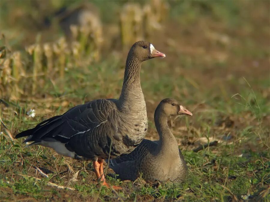 Разновидности гусей диких с фото White-fronted_Goose Goose, Waterfowl, Animals