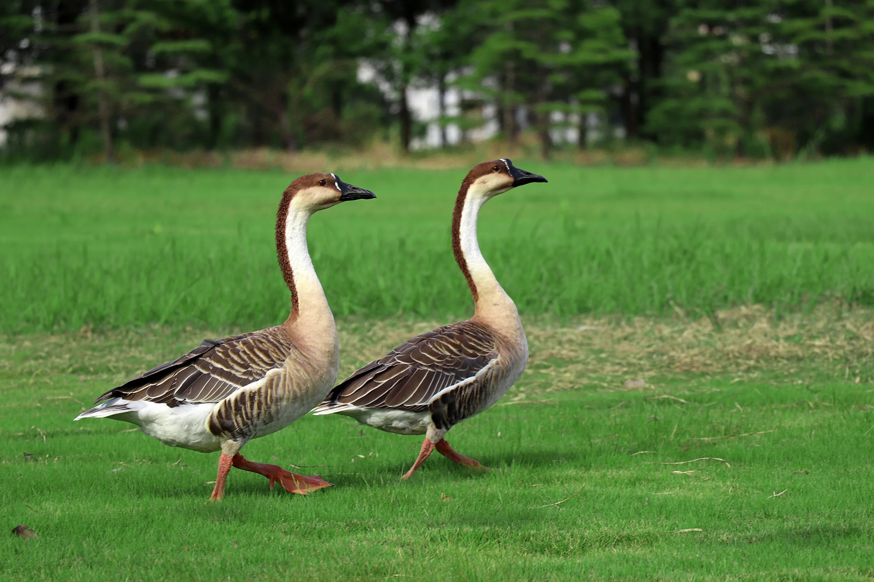 Разновидности гусей диких с фото Big Wild Goose Pagoda Walking Park free image download