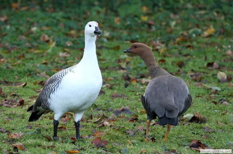 Разновидности гусей диких с фото и названиями Identify Magellan Goose or Upland Goose - Wildfowl Photography.