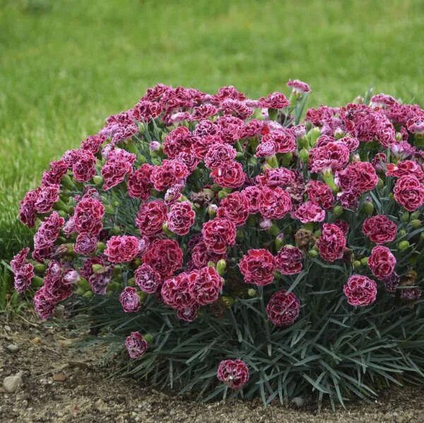 Разновидности гвоздики садовой фото Dianthus FRUIT PUNCH ® 'Cherry Vanilla' PPAF CPBRAF Fragrant flowers, Pink diant