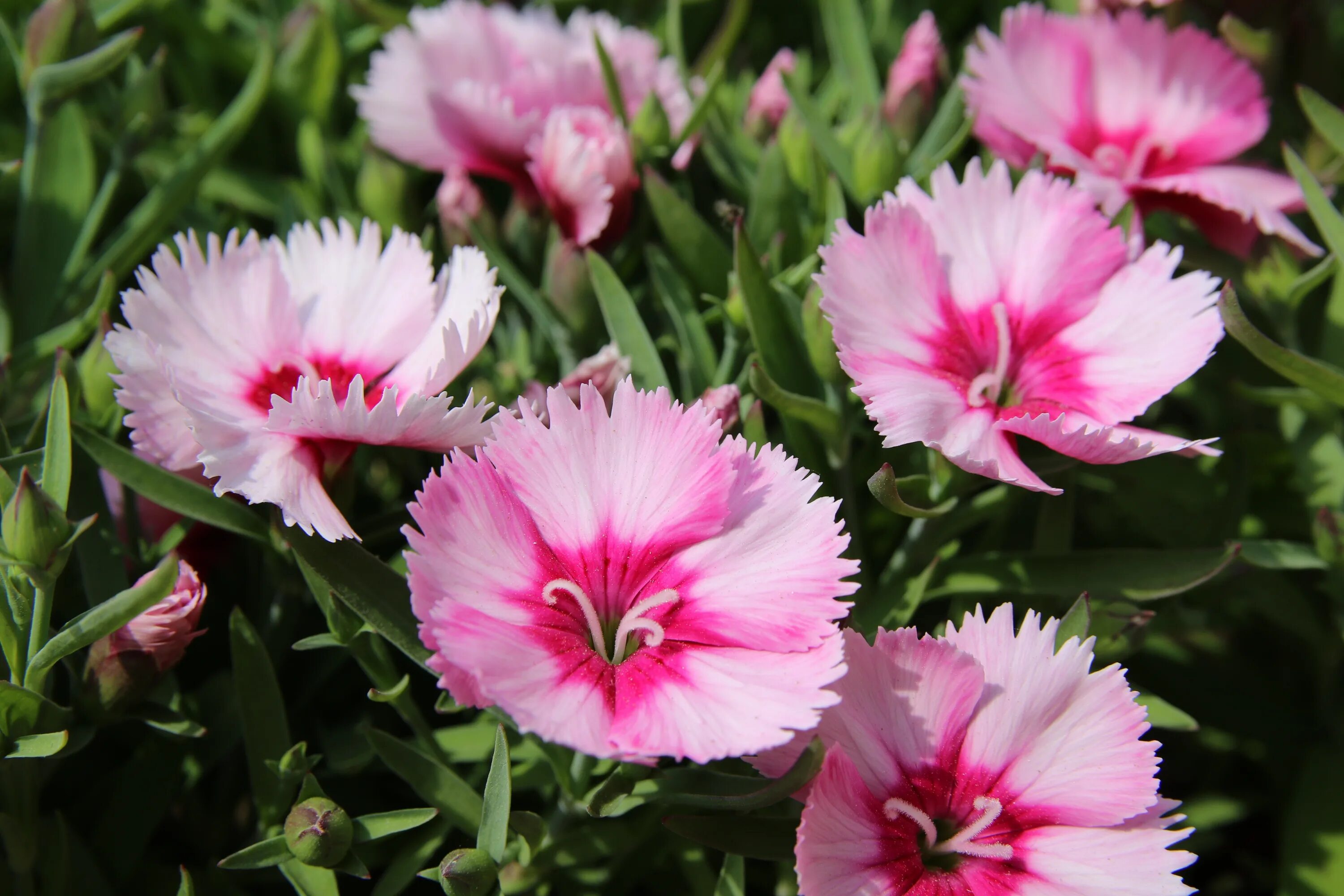 Разновидности гвоздики садовой фото Pink dianthus flowers on a bush under the bright sun free image download