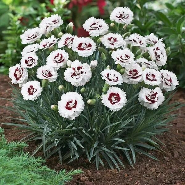 Разновидности гвоздики садовой многолетней фото 6 Pack (Scent First ® Coconut Surprise Dianthus, 1 Gal- Easy Pink Groundcover Di