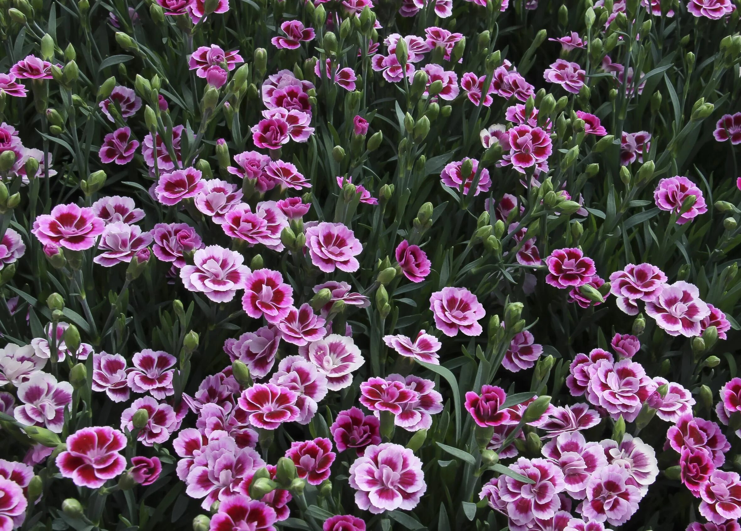 Разновидности гвоздики садовой многолетней фото Pink dianthus, Garden flowers perennials, Dianthus flowers