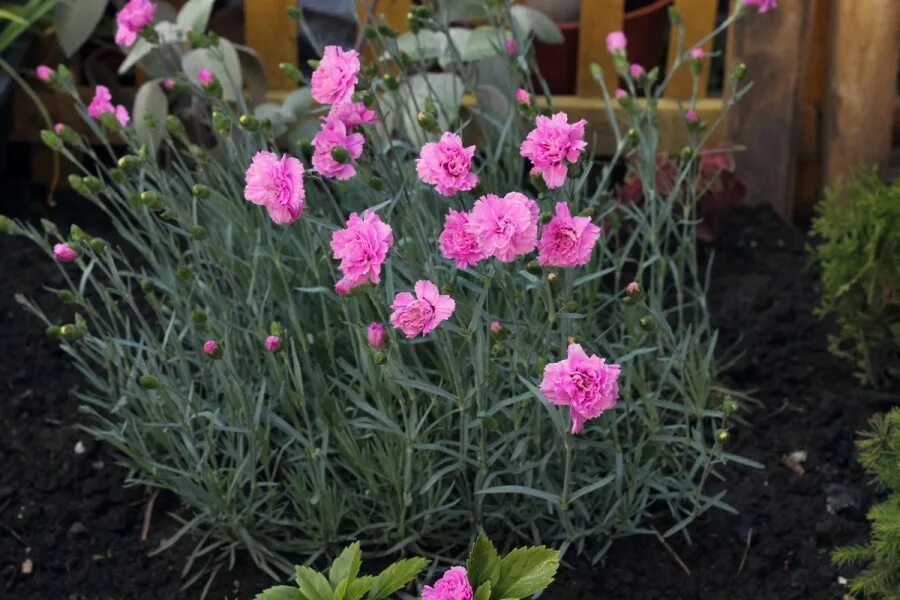 dianthus High country gardens, Landscaping with rocks, Flower garden