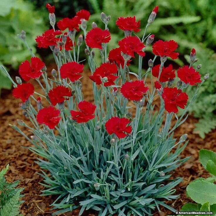 Разновидности гвоздики садовой многолетней фото dianthus High country gardens, Landscaping with rocks, Flower garden