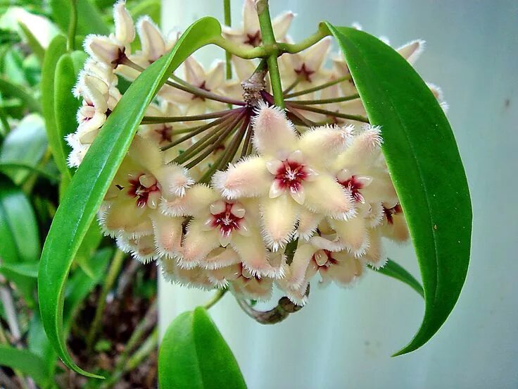 Разновидности хойи комнатной фото hoya buotii Wax flowers, Flora flowers, Planting flowers