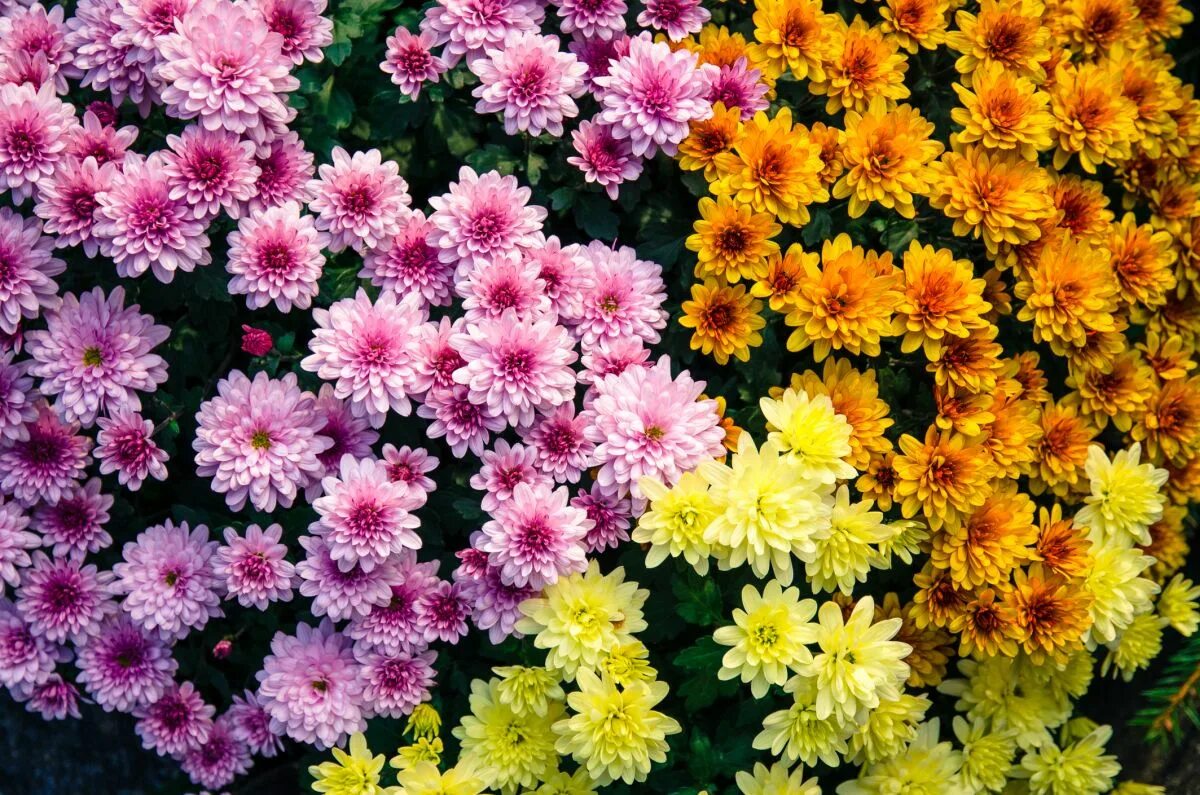 Разновидности хризантем фото Mums Flowers Grow and Care