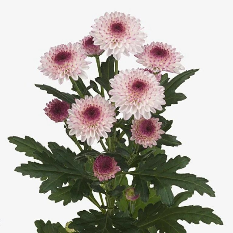 Разновидности хризантем фото и названия кустовая p CHRYSANTHEMUM ABBEY is a multi-headed Pink/White cut flower. Approx. 70cm &amp