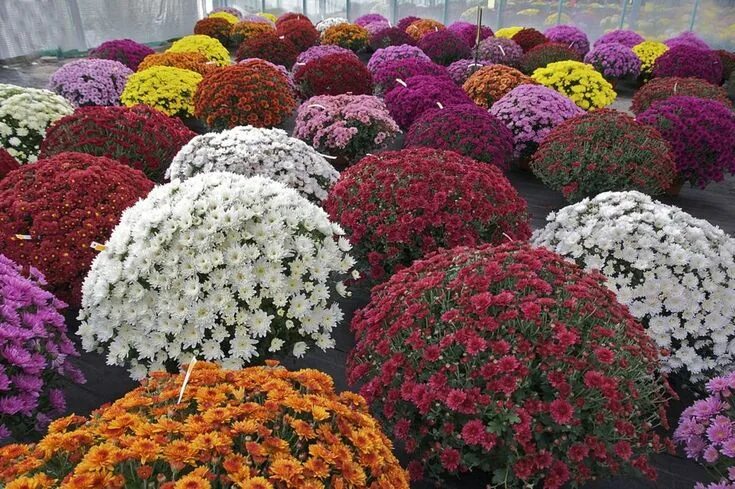 Разновидности хризантем фото и названия кустовая шаровидная How to Grow Chrysanthemums for Fall Color Chrysanthemum flower pictures, Garden 