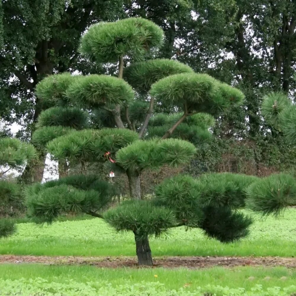 Разновидности хвойных деревьев фото Сосна черная (Австрийская) (Pinus Nigra) - Питомник и Садовый центр Русские Дере