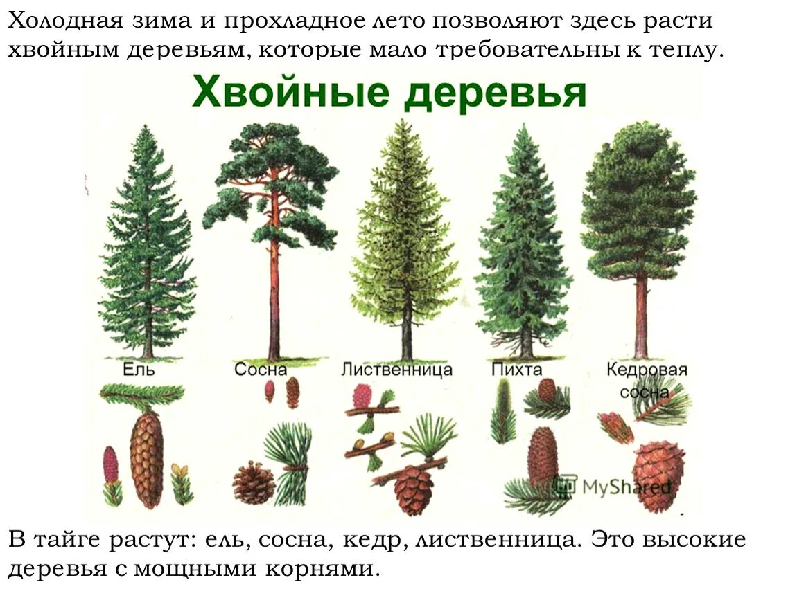 Разновидности хвойных деревьев фото Презентация к уроку окружающего мира в 4 классе "Тайга"