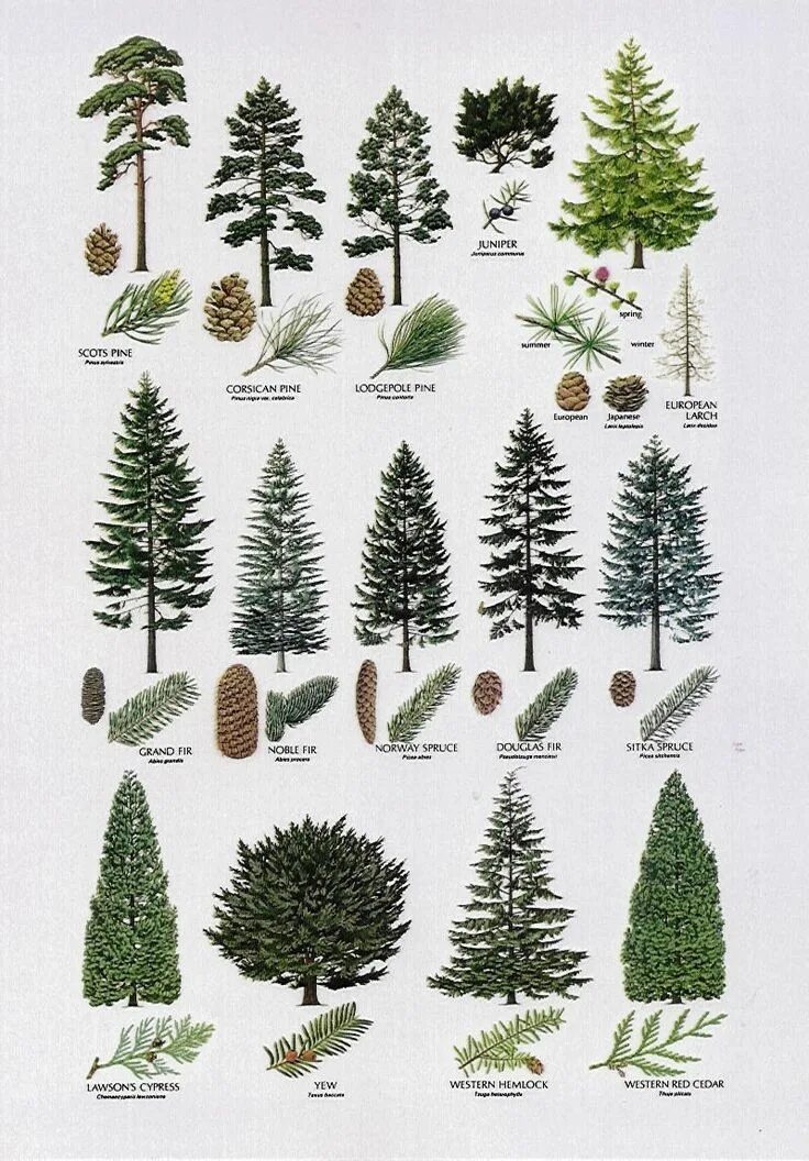 Разновидности хвойных деревьев фото Douglas Fir versus Western Hemlock Tree identification, Tree drawing, Tree art