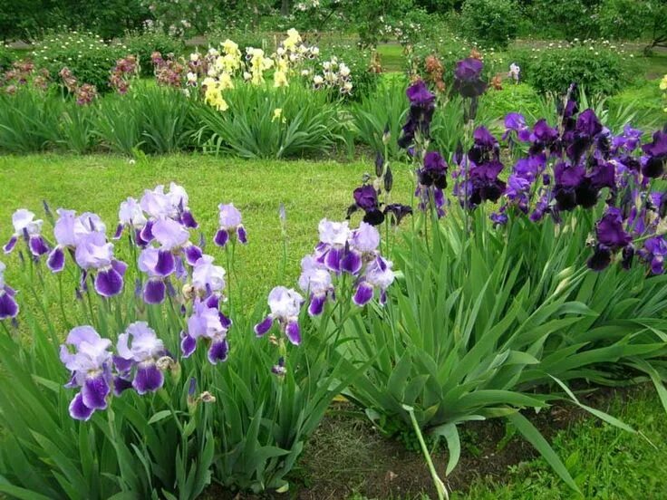 Разновидности ирисов садовых фото Pin on Квіти Iris garden, Evergreen garden, Iris flowers