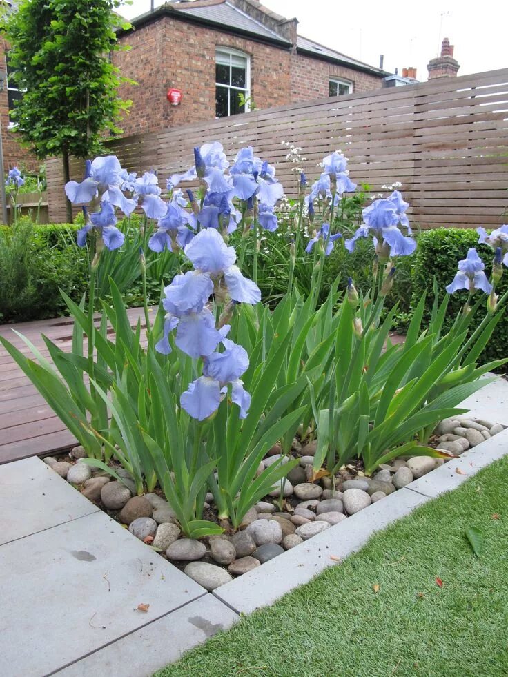 Разновидности ирисов садовых фото Iris Bed - 'Jane Phillips' RHS AGM. The bed of Iris "Jane Phillips" separates th