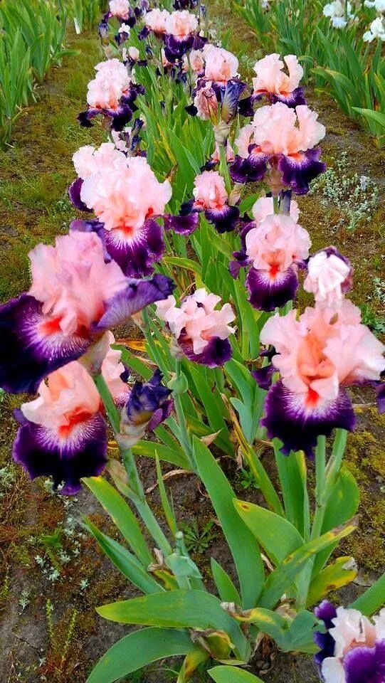 Разновидности ирисов садовых фото Pin by marta51 on Íriszek Iris garden, Iris flowers, Flower garden