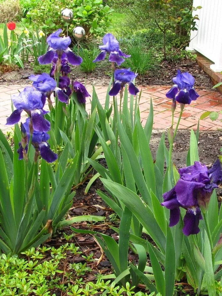 Разновидности ирисов садовых фото с названиями Tall Iris Flowers and Leaves