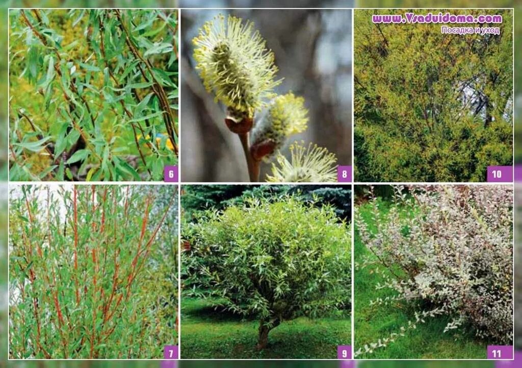 Разновидности ивы декоративной фото и описание Willow - the most beautiful species and varieties (photos and description) A sit