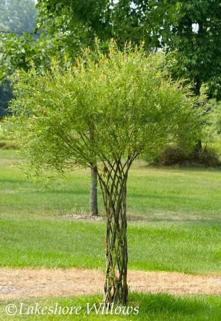 Разновидности ивы декоративной фото и описание woven willow tree. I think I'd like two of these woven around the support posts 