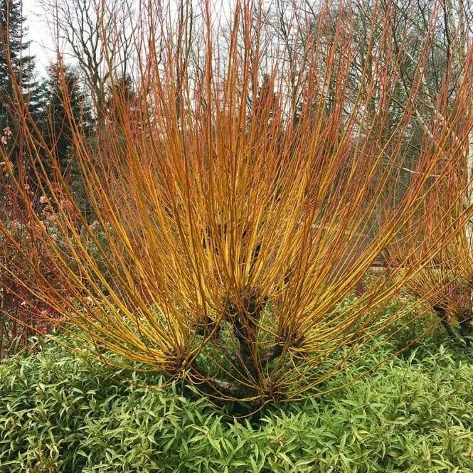 Разновидности ивы декоративной фото с названиями Salix alba 'Britzensis' Tree Ornamental trees, Salix, Small trees