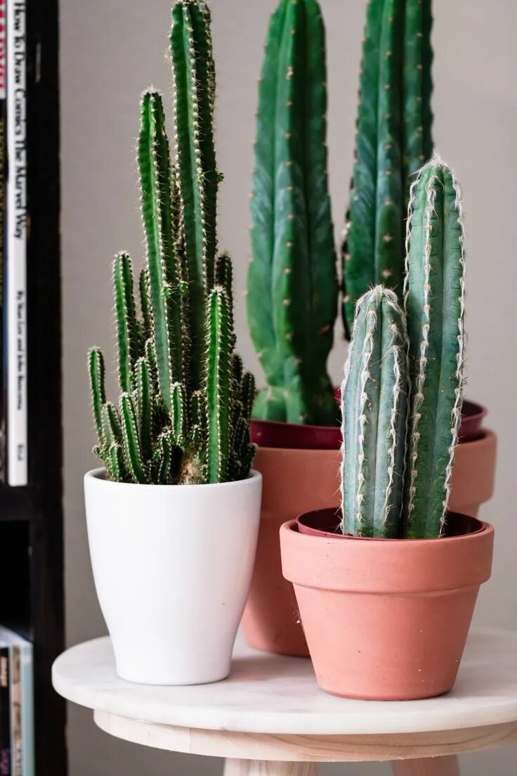 Разновидности кактусов комнатных фото Plant Shelfie - Nerdy Living Cactus plants, Indoor cactus plants, Indoor cactus