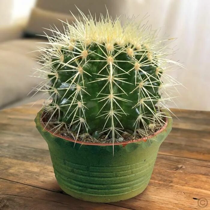 Разновидности кактусов комнатных фото Echinocactus Cactus Grusonii - 1 cactus Buy online order yours now Echinocactus 