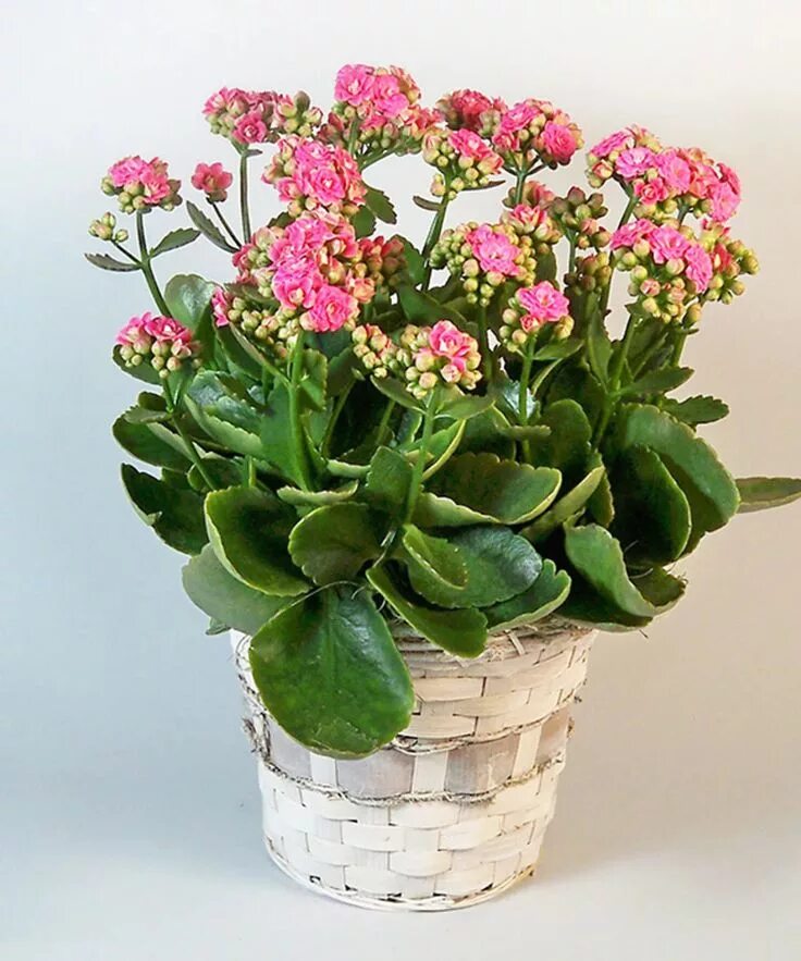 Разновидности каланхоэ цветущего фото Kalanchoe Plant - As shown Interior plants, Blooming plants, Garden decor projec