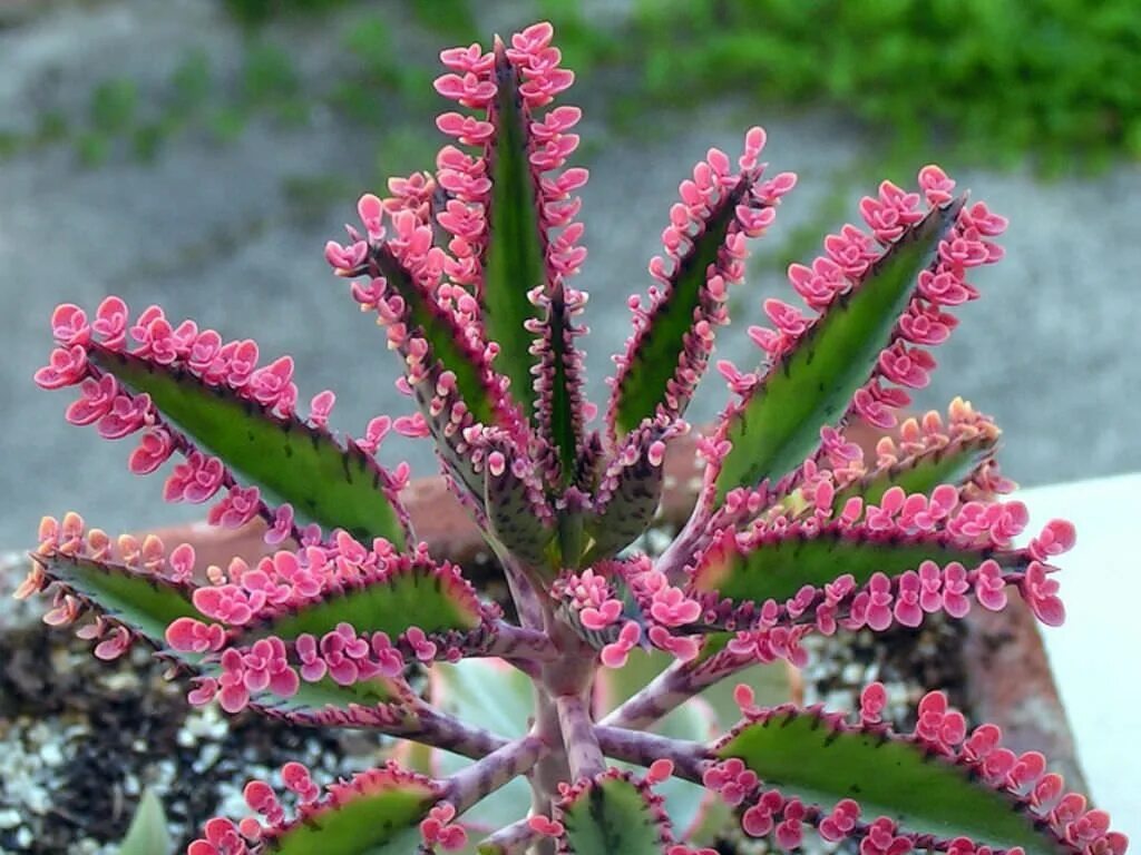 Разновидности каланхоэ цветущего фото Kalanchoe 'Pink Butterflies' (Pink Mother of Thousands) - World of Succulents Ja