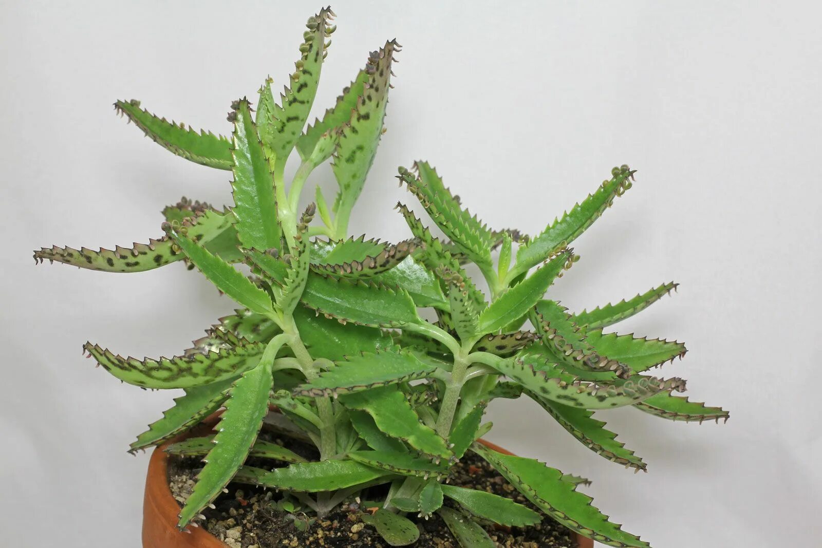 Разновидности каланхоэ цветущего фото Kalanchoe daigremontiana Cactus plants, Plants, Succulents