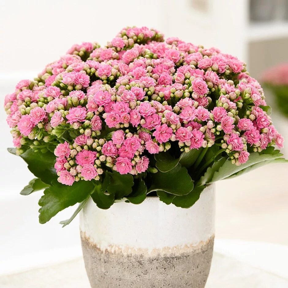 Разновидности каланхоэ цветущего фото и названия Kalanchoe blossfeldiana 'Don Nando (PBR)' - pink flaming katy Kalanchoe blossfel