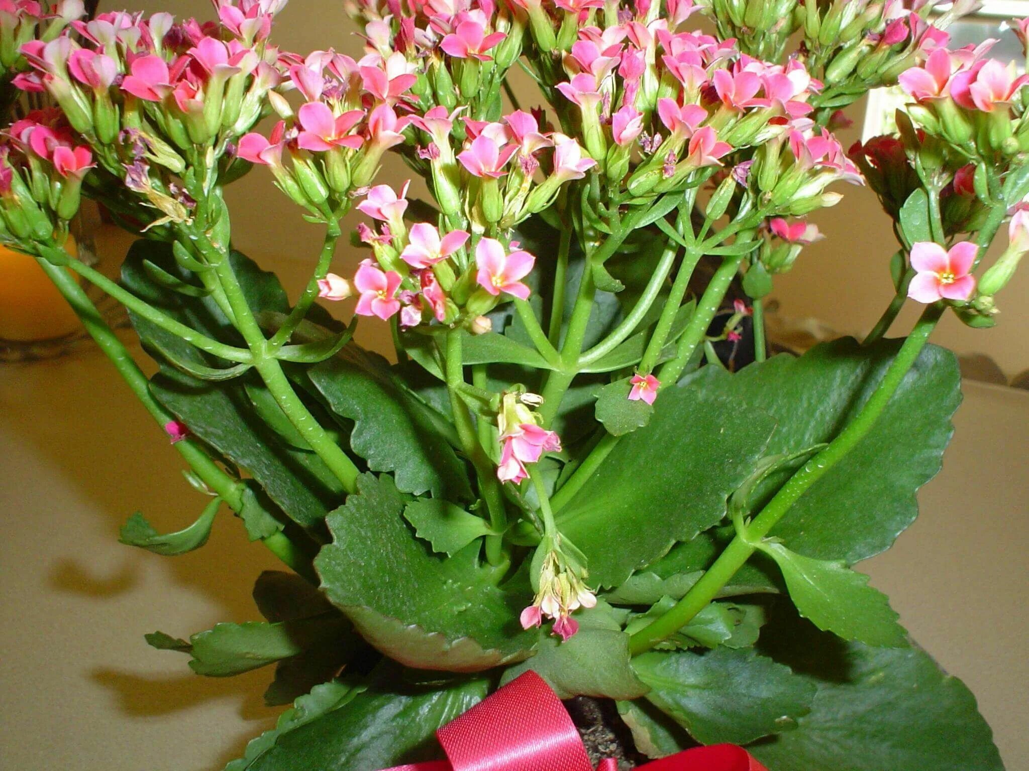 Разновидности каланхоэ цветущего фото и названия 12 Indoor Plants You Can’t Kill Plants with pink flowers, Indoor flowering plant