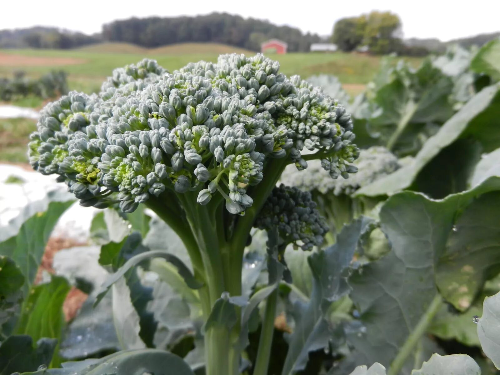 Разновидности капусты брокколи фото WNC Organic Participatory Broccoli Variety Screening Trial NC State Extension