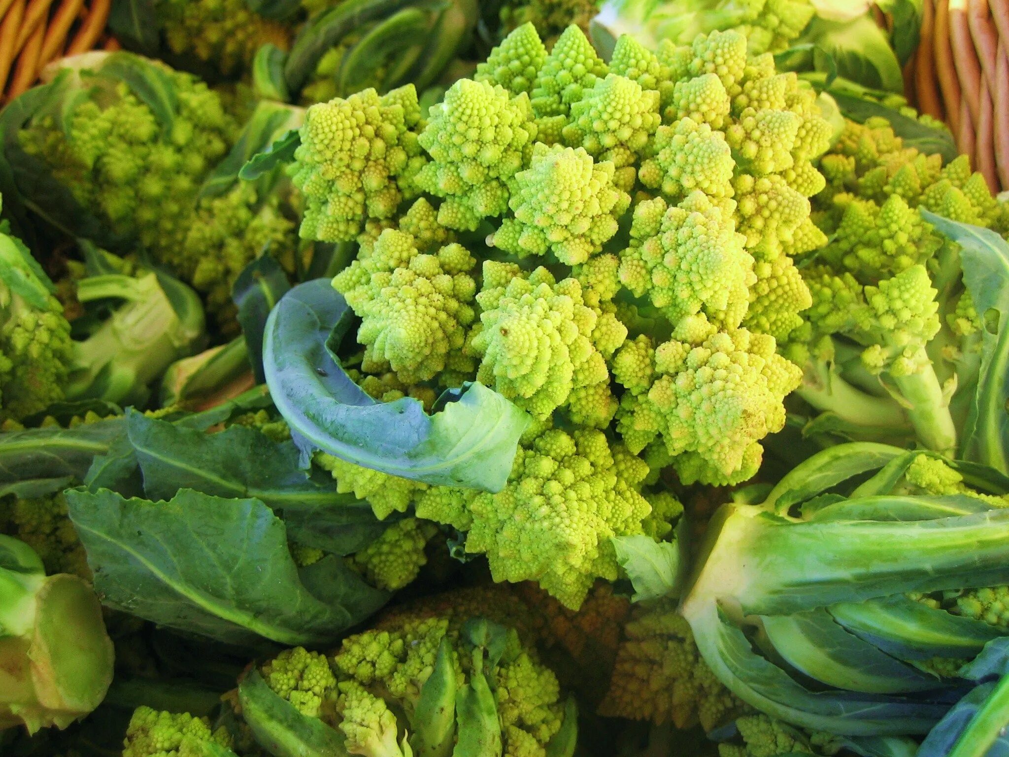 Разновидности капусты брокколи фото Pin on Keeping it seasonal: Spring Produce Romanesco broccoli, Broccoli, Romanes