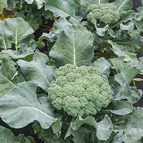 Разновидности капусты брокколи фото How to Grow Great Broccoli in your Home Garden Broccoli seeds, Seeds, Planting v