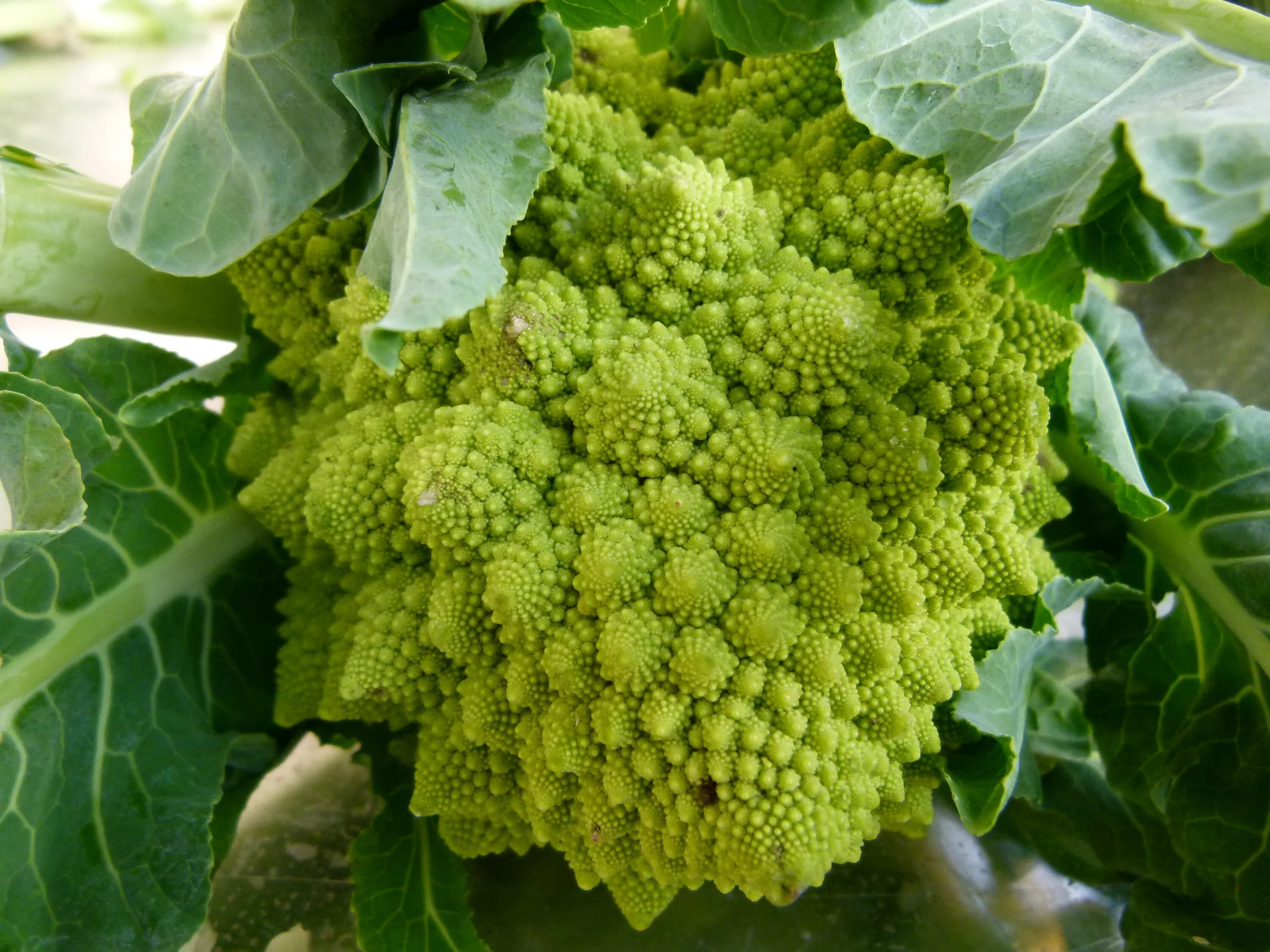 Разновидности капусты фото с названиями File:Au marché - chou Romanesco.JPG - Wikimedia Commons