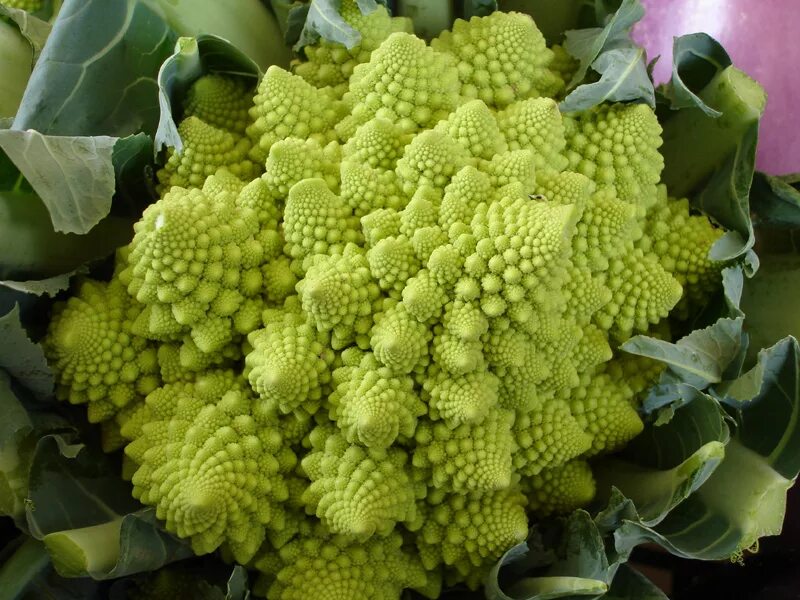 Разновидности капусты с фото Капуста брокколи Romanesco - купить семена в интернет-магазине